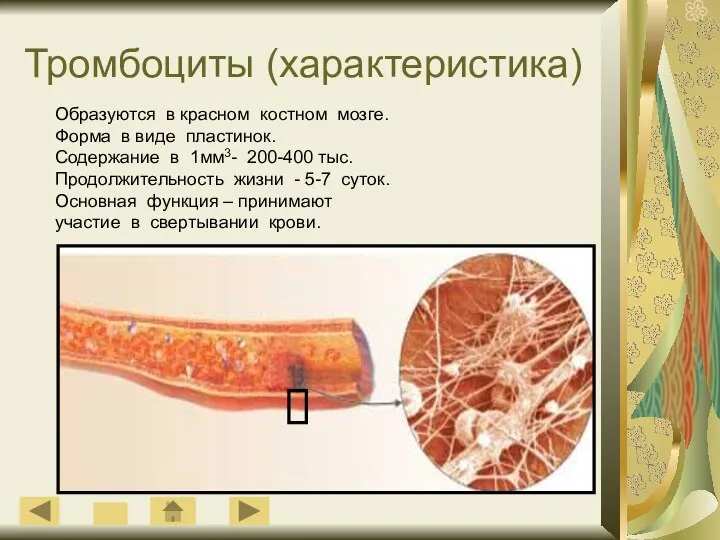 Тромбоциты (характеристика) Образуются в красном костном мозге. Форма в виде