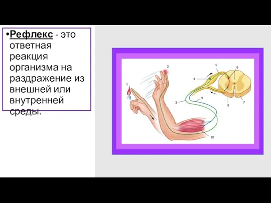 Рефлекс - это ответная реакция организма на раздражение из внешней или внутренней среды.