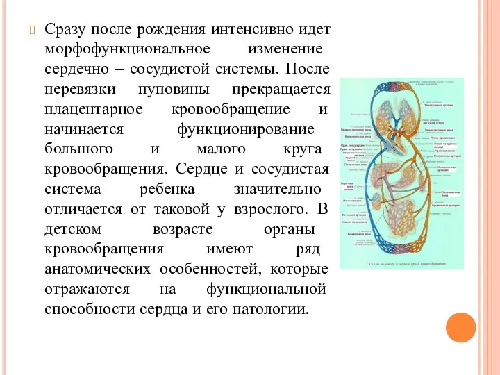 Сразу после рождения интенсивно идет морфофункциональное изменение сердечно – сосудистой