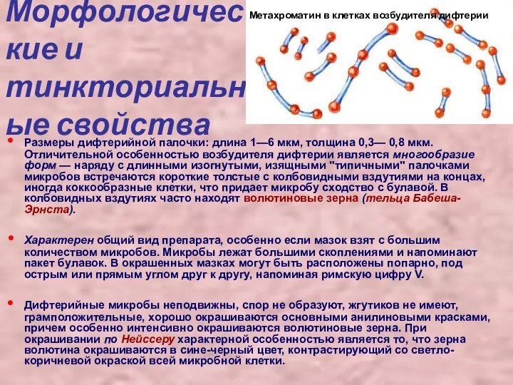 Морфологические и тинкториальные свойства Размеры дифтерийной палочки: длина 1—6 мкм,