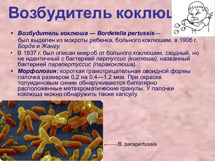 Возбудитель коклюша Возбудитель коклюша — Bordetella pertussis— был выделен из