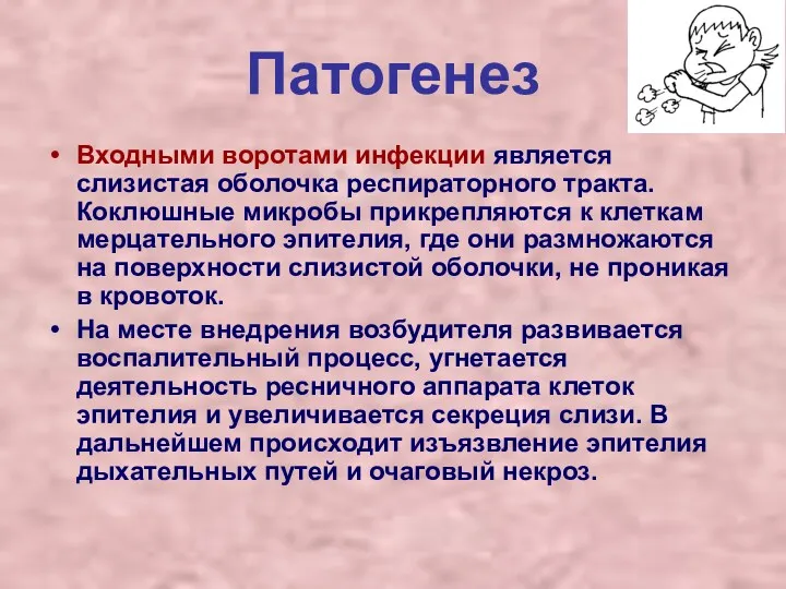 Патогенез Входными воротами инфекции является слизистая оболочка респираторного тракта. Коклюшные