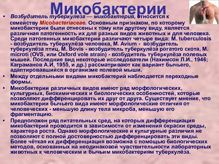 Микобактерии Возбудитель туберкулеза — микобактерия, относится к семейству Micobacteriaceae. Основным