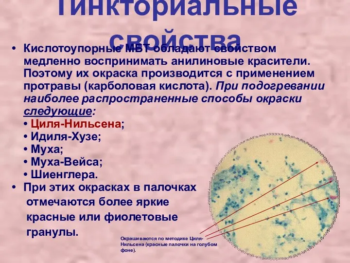 Тинкториальные свойства Кислотоупорные МБТ обладают свойством медленно воспринимать анилиновые красители.