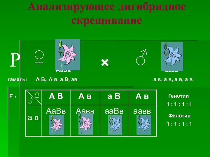 Анализирующее дигибридное скрещивание × ♀ ♂ гаметы F 1 А В, А в,