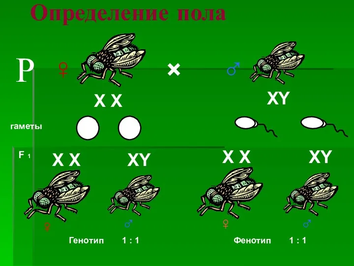 Определение пола × ♀ ♂ гаметы F 1 Р Генотип 1 : 1