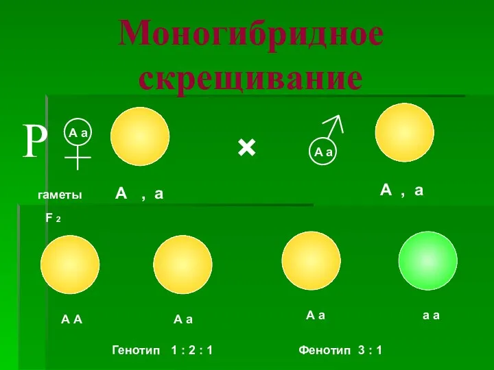 Моногибридное скрещивание × ♀ ♂ гаметы А а А а F 2 А