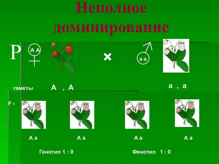 × ♀ ♂ гаметы А А а а F 1 А , А