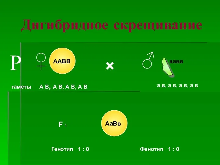 Дигибридное скрещивание × ♀ ♂ гаметы F 1 А В, А В, А