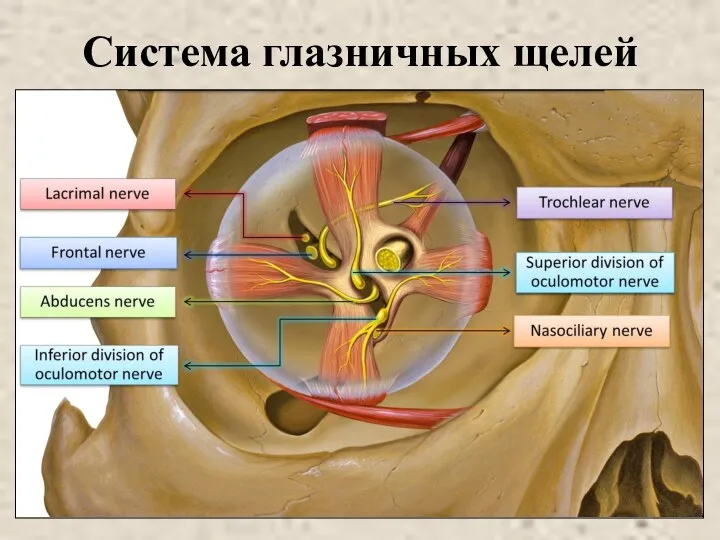 Система глазничных щелей