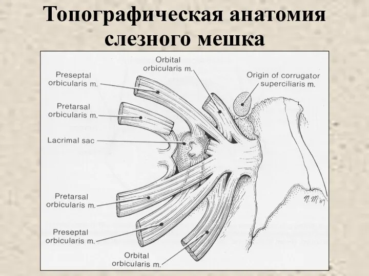 Топографическая анатомия слезного мешка
