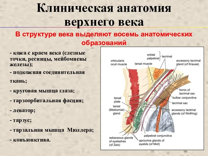 Клиническая анатомия верхнего века - кожа с краем века (слезные