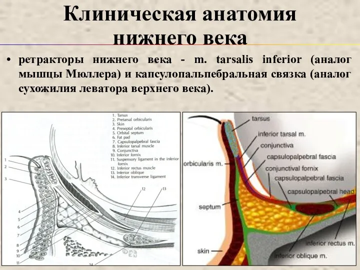Клиническая анатомия нижнего века ретракторы нижнего века - m. tarsalis inferior (аналог мышцы