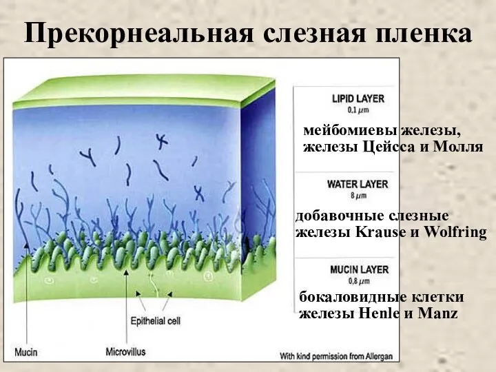 Прекорнеальная слезная пленка мейбомиевы железы, железы Цейсса и Молля добавочные