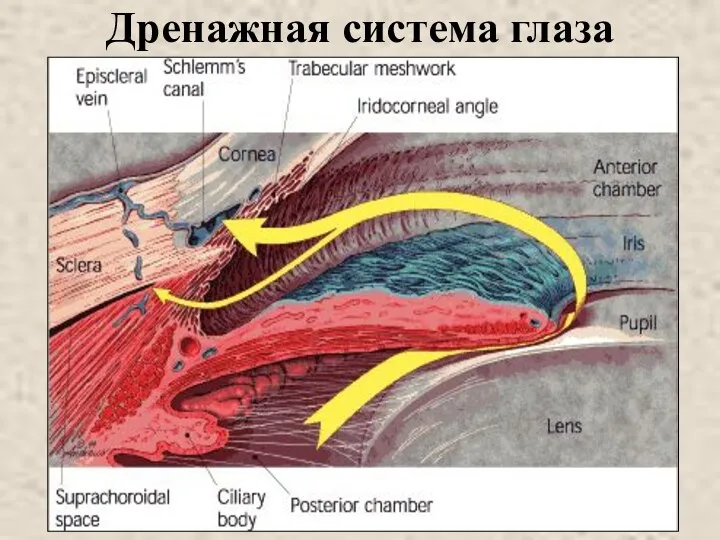 Дренажная система глаза