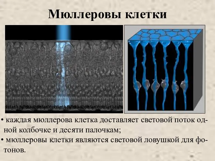 Мюллеровы клетки каждая мюллерова клетка доставляет световой поток од-ной колбочке и десяти палочкам;