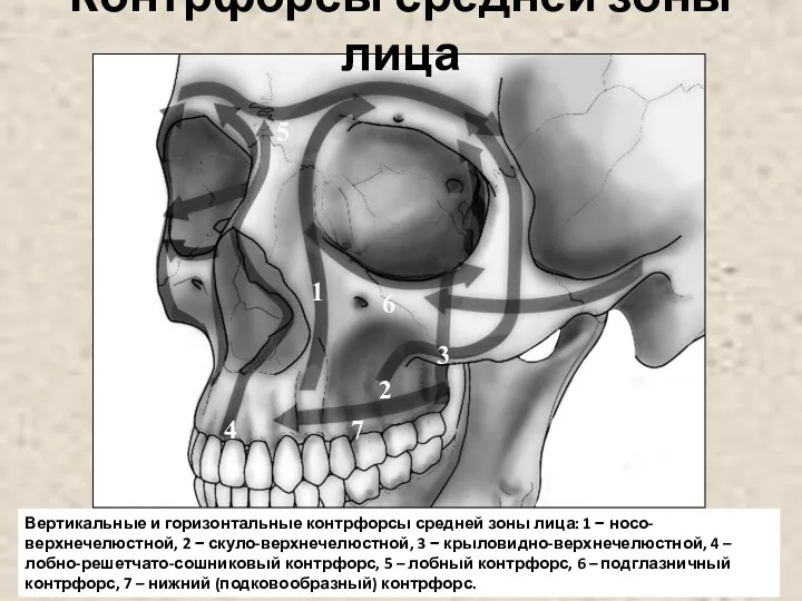 Контрфорсы средней зоны лица Вертикальные и горизонтальные контрфорсы средней зоны