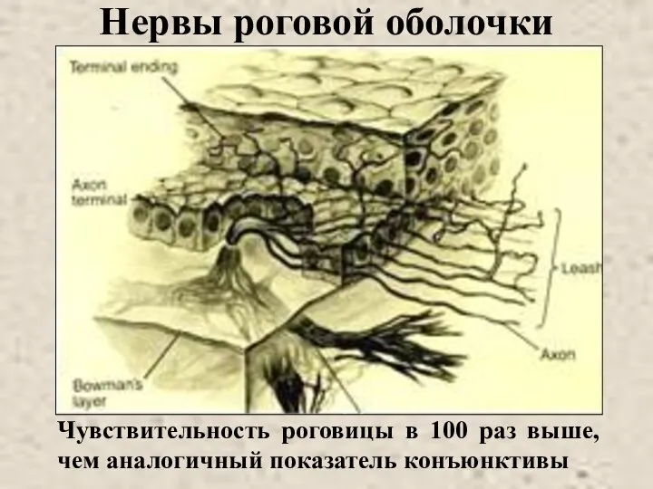 Нервы роговой оболочки Чувствительность роговицы в 100 раз выше, чем аналогичный показатель конъюнктивы