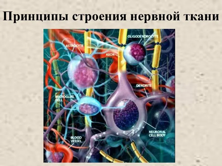 Принципы строения нервной ткани