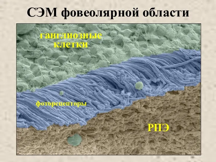 СЭМ фовеолярной области РПЭ ганглиозные клетки фоторецепторы