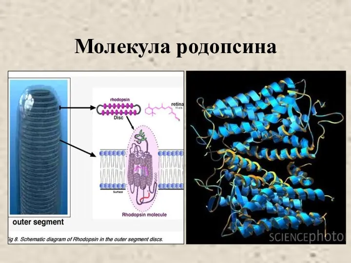 Молекула родопсина