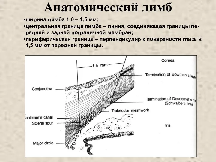 Анатомический лимб ширина лимба 1,0 – 1,5 мм; центральная граница