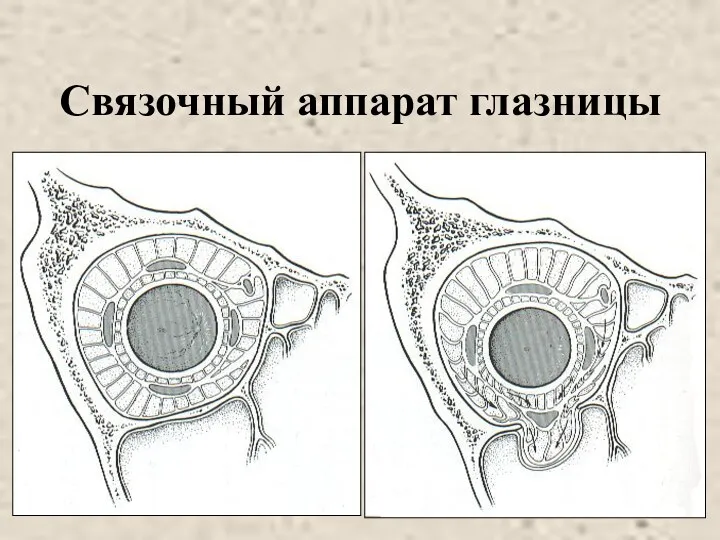 Связочный аппарат глазницы