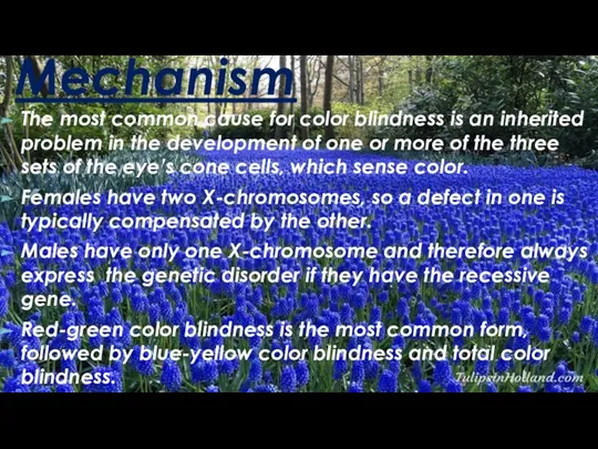 Mechanism The most common cause for color blindness is an