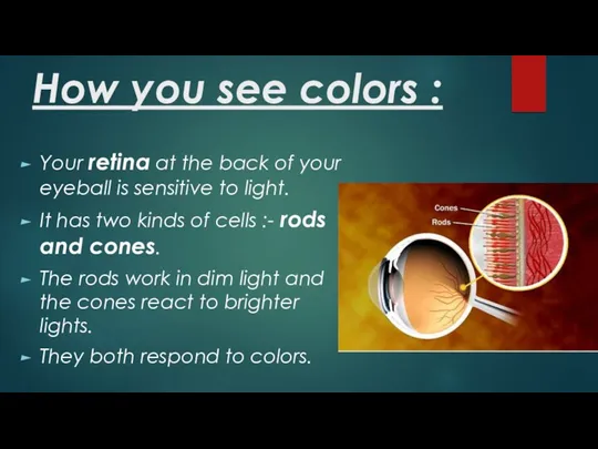 How you see colors : Your retina at the back