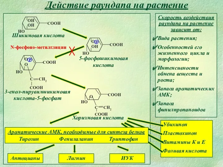 Действие раундапа на растение Шикимовая кислота 5-фосфошикимовая кислота 3-енол-пирувилшикимовая кислота-5-фосфат