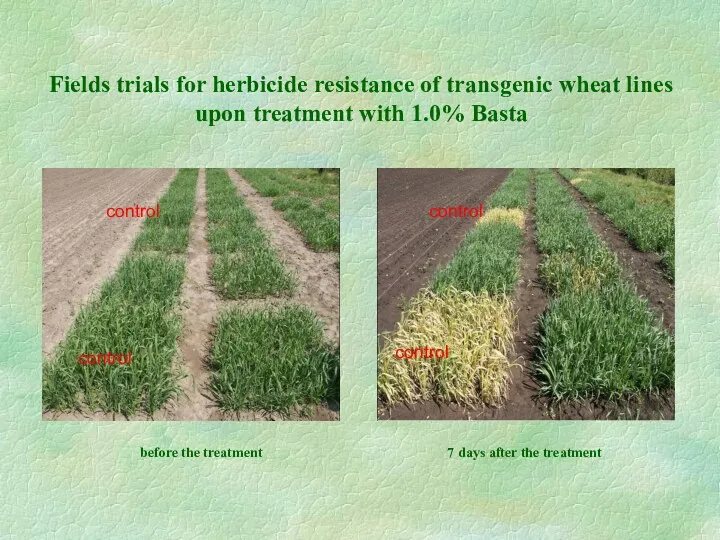 Fields trials for herbicide resistance of transgenic wheat lines upon