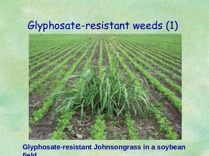 Glyphosate-resistant weeds (1) Glyphosate-resistant Johnsongrass in a soybean field