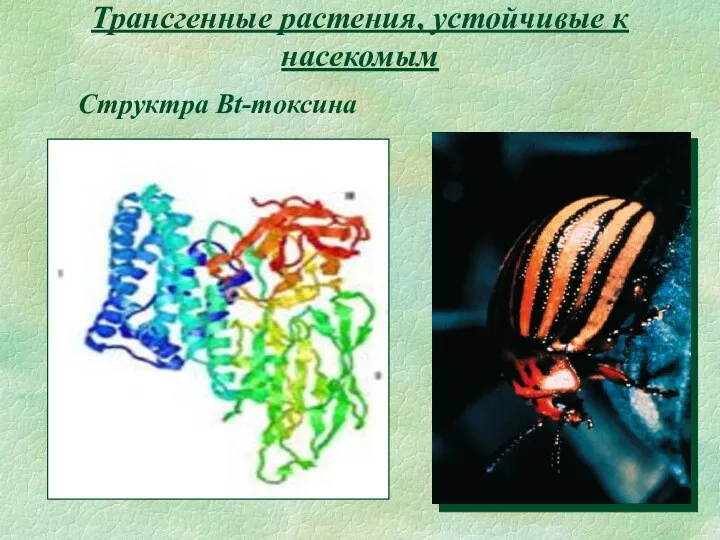 Трансгенные растения, устойчивые к насекомым Структра Bt-токсина