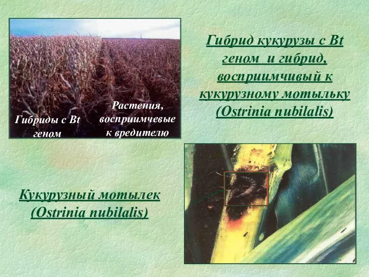 Гибрид кукурузы с Bt геном и гибрид, восприимчивый к кукурузному