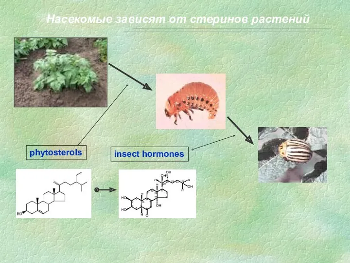 Насекомые зависят от стеринов растений phytosterols insect hormones