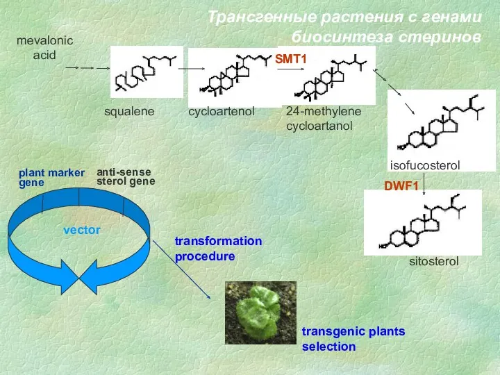 Трансгенные растения с генами биосинтеза стеринов mevalonic acid squalene cycloartenol