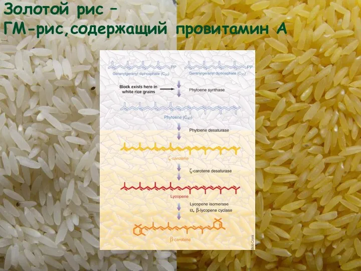 Золотой рис – ГМ-рис,содержащий провитамин А