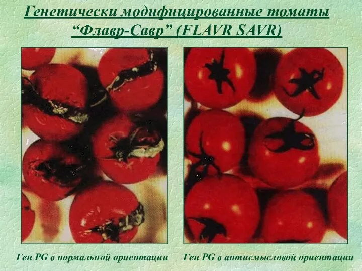 Генетически модифицированные томаты “Флавр-Савр” (FLAVR SAVR) Ген PG в нормальной ориентации Ген PG в антисмысловой ориентации