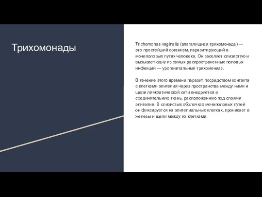 Трихомонады Trichomonas vaginalis (влагалищная трихомонада) — это простейший организм, паразитирующий