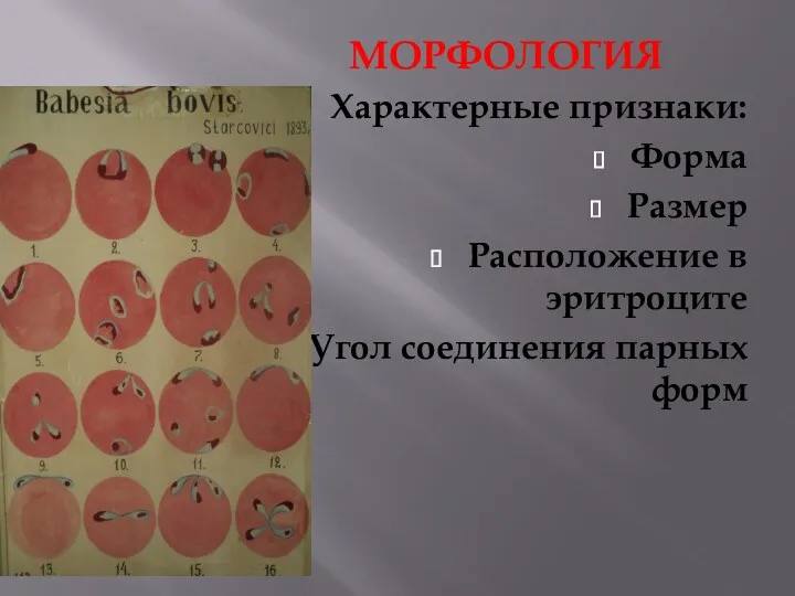 МОРФОЛОГИЯ Характерные признаки: Форма Размер Расположение в эритроците Угол соединения парных форм