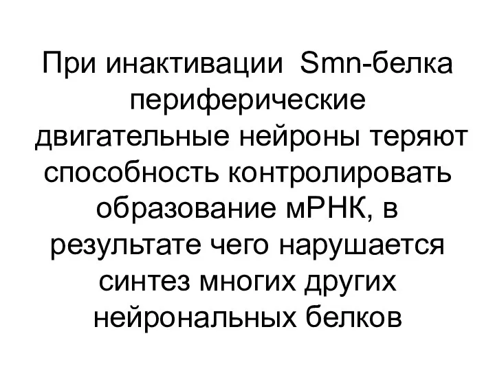 При инактивации Smn-белка периферические двигательные нейроны теряют способность контролировать образование