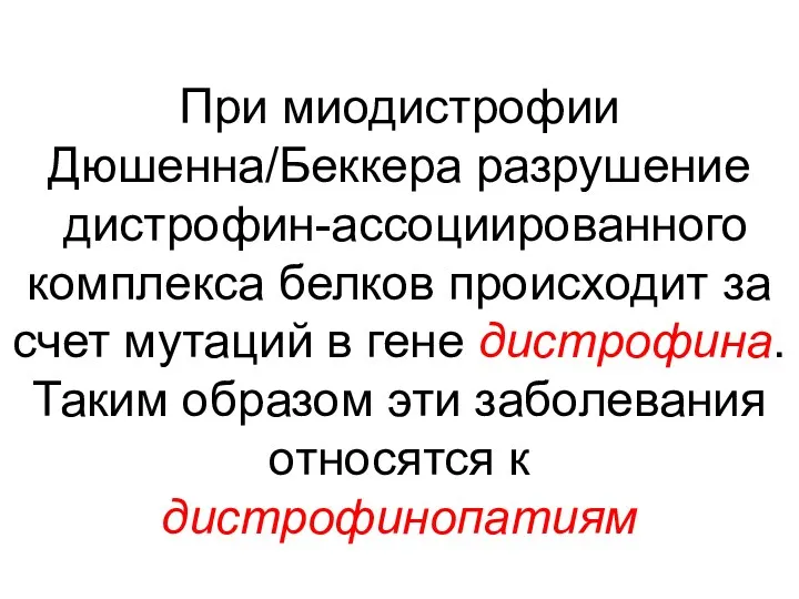 При миодистрофии Дюшенна/Беккера разрушение дистрофин-ассоциированного комплекса белков происходит за счет