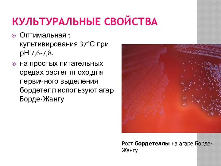 КУЛЬТУРАЛЬНЫЕ СВОЙСТВА Оптимальная t культивирования 37°С при рН 7,6-7,8. на простых питательных средах