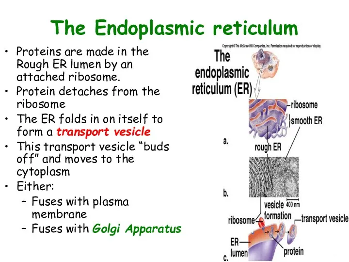 The Endoplasmic reticulum Proteins are made in the Rough ER