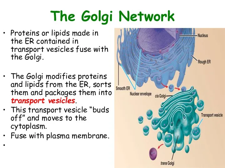 The Golgi Network Proteins or lipids made in the ER