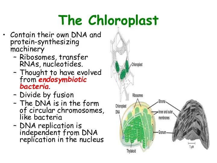 The Chloroplast Contain their own DNA and protein-synthesizing machinery Ribosomes,