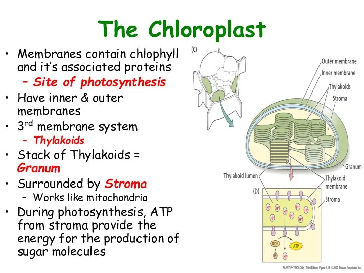 The Chloroplast Membranes contain chlophyll and it’s associated proteins Site