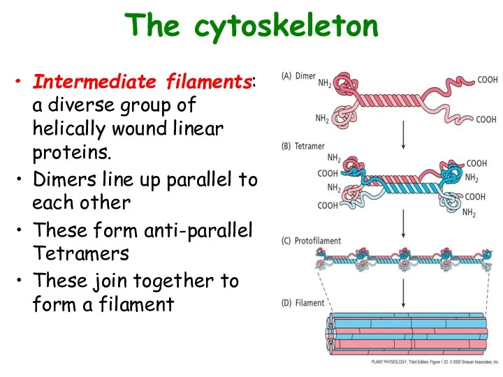 The cytoskeleton Intermediate filaments: a diverse group of helically wound