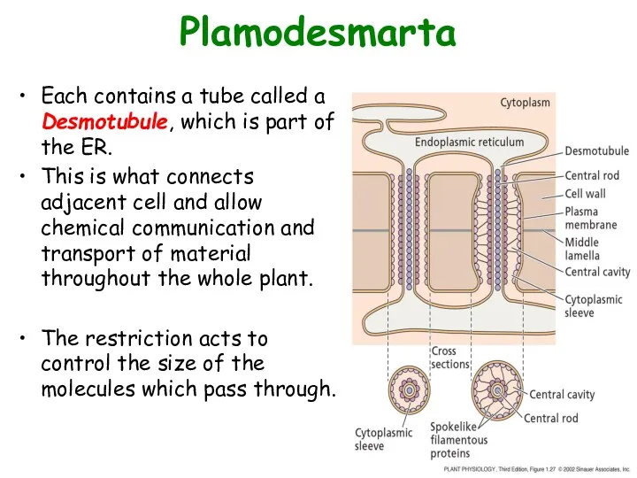 Plamodesmarta Each contains a tube called a Desmotubule, which is
