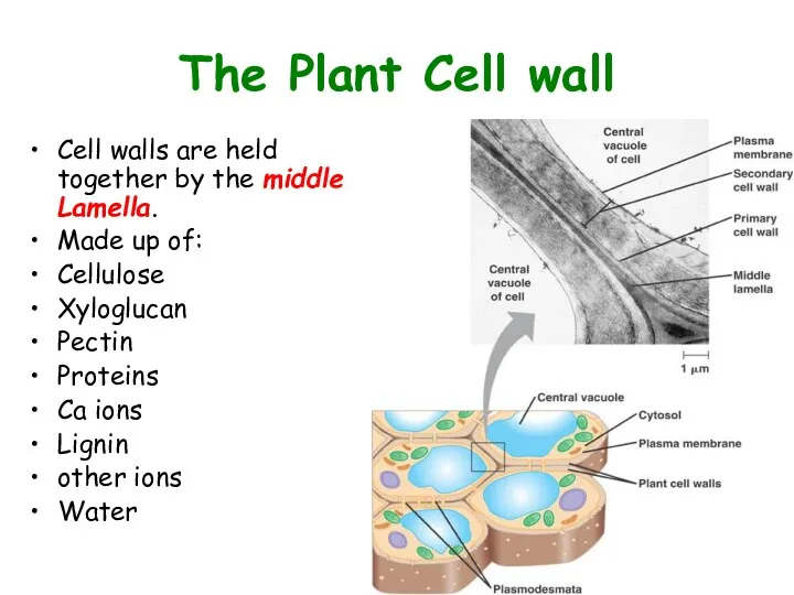 The Plant Cell wall Cell walls are held together by